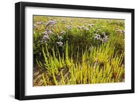 Common Sea Lavender and Common Glasswort on Saltmarsh, Abbotts Hall Farm Nr, Essex, England, UK-Terry Whittaker-Framed Photographic Print