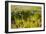 Common Sea Lavender and Common Glasswort on Saltmarsh, Abbotts Hall Farm Nr, Essex, England, UK-Terry Whittaker-Framed Photographic Print