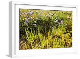 Common Sea Lavender and Common Glasswort on Saltmarsh, Abbotts Hall Farm Nr, Essex, England, UK-Terry Whittaker-Framed Photographic Print