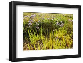 Common Sea Lavender and Common Glasswort on Saltmarsh, Abbotts Hall Farm Nr, Essex, England, UK-Terry Whittaker-Framed Photographic Print