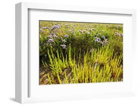 Common Sea Lavender and Common Glasswort on Saltmarsh, Abbotts Hall Farm Nr, Essex, England, UK-Terry Whittaker-Framed Photographic Print