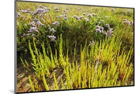 Common Sea Lavender and Common Glasswort on Saltmarsh, Abbotts Hall Farm Nr, Essex, England, UK-Terry Whittaker-Mounted Photographic Print