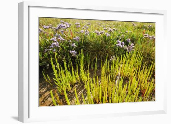 Common Sea Lavender and Common Glasswort on Saltmarsh, Abbotts Hall Farm Nr, Essex, England, UK-Terry Whittaker-Framed Photographic Print