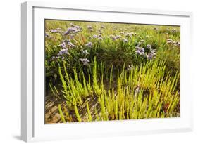 Common Sea Lavender and Common Glasswort on Saltmarsh, Abbotts Hall Farm Nr, Essex, England, UK-Terry Whittaker-Framed Photographic Print