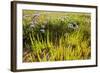 Common Sea Lavender and Common Glasswort on Saltmarsh, Abbotts Hall Farm Nr, Essex, England, UK-Terry Whittaker-Framed Photographic Print