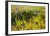 Common Sea Lavender and Common Glasswort on Saltmarsh, Abbotts Hall Farm Nr, Essex, England, UK-Terry Whittaker-Framed Photographic Print