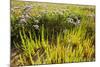 Common Sea Lavender and Common Glasswort on Saltmarsh, Abbotts Hall Farm Nr, Essex, England, UK-Terry Whittaker-Mounted Photographic Print