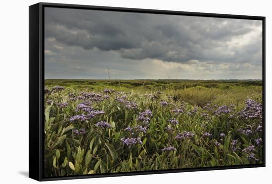 Common Sea Lavender (Limonium Vulgare), Abbotts Hall Farm Nature Reserve, Essex, England, UK-Terry Whittaker-Framed Stretched Canvas