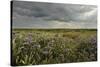 Common Sea Lavender (Limonium Vulgare), Abbotts Hall Farm Nature Reserve, Essex, England, UK-Terry Whittaker-Stretched Canvas