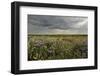 Common Sea Lavender (Limonium Vulgare), Abbotts Hall Farm Nature Reserve, Essex, England, UK-Terry Whittaker-Framed Photographic Print