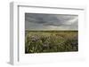 Common Sea Lavender (Limonium Vulgare), Abbotts Hall Farm Nature Reserve, Essex, England, UK-Terry Whittaker-Framed Photographic Print