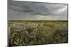 Common Sea Lavender (Limonium Vulgare), Abbotts Hall Farm Nature Reserve, Essex, England, UK-Terry Whittaker-Mounted Photographic Print