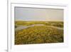 Common Sea Lavender (Limonium Vulgare) and Sea Purslane on Saltmarsh Habitat with Rainbow, Essex,Uk-Terry Whittaker-Framed Photographic Print