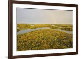 Common Sea Lavender (Limonium Vulgare) and Sea Purslane on Saltmarsh Habitat with Rainbow, Essex,Uk-Terry Whittaker-Framed Photographic Print