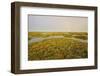 Common Sea Lavender (Limonium Vulgare) and Sea Purslane on Saltmarsh Habitat with Rainbow, Essex,Uk-Terry Whittaker-Framed Photographic Print