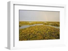 Common Sea Lavender (Limonium Vulgare) and Sea Purslane on Saltmarsh Habitat with Rainbow, Essex,Uk-Terry Whittaker-Framed Photographic Print