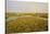 Common Sea Lavender (Limonium Vulgare) and Sea Purslane on Saltmarsh Habitat with Rainbow, Essex,Uk-Terry Whittaker-Stretched Canvas