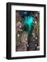 Common sea urchins beneath Cuvie kelp forest, Farne Islands-Alex Mustard-Framed Photographic Print