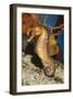 Common Seahorse-null-Framed Premium Photographic Print