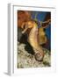 Common Seahorse-null-Framed Premium Photographic Print