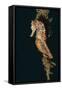 Common Seahorse-Hal Beral-Framed Stretched Canvas