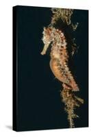 Common Seahorse-Hal Beral-Stretched Canvas