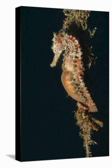 Common Seahorse-Hal Beral-Stretched Canvas