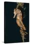 Common Seahorse-Hal Beral-Stretched Canvas