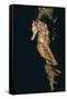 Common Seahorse-Hal Beral-Framed Stretched Canvas