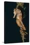 Common Seahorse-Hal Beral-Stretched Canvas