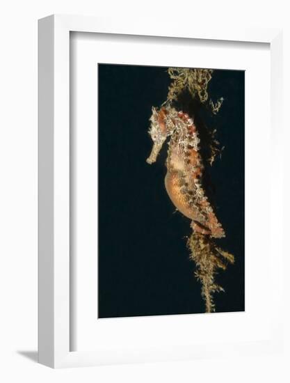 Common Seahorse-Hal Beral-Framed Photographic Print