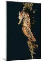 Common Seahorse-Hal Beral-Mounted Photographic Print