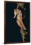Common Seahorse-Hal Beral-Framed Photographic Print