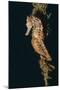 Common Seahorse-Hal Beral-Mounted Photographic Print