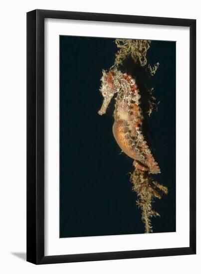 Common Seahorse-Hal Beral-Framed Photographic Print
