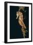 Common Seahorse-Hal Beral-Framed Photographic Print