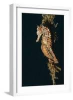 Common Seahorse-Hal Beral-Framed Photographic Print