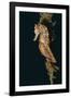 Common Seahorse-Hal Beral-Framed Photographic Print