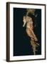 Common Seahorse-Hal Beral-Framed Photographic Print