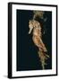 Common Seahorse-Hal Beral-Framed Photographic Print