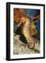 Common Seahorse-null-Framed Photographic Print