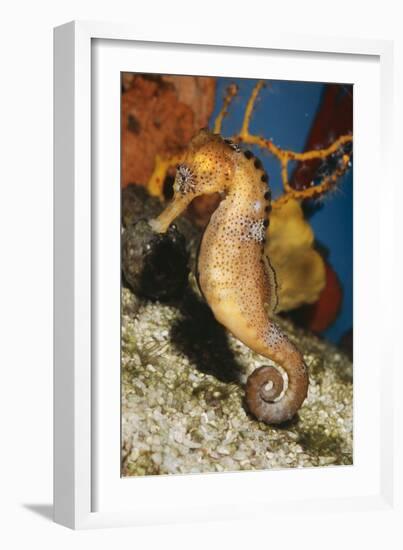 Common Seahorse-null-Framed Photographic Print