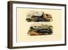 Common Seal, 1833-39-null-Framed Giclee Print