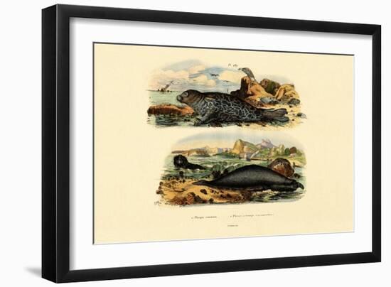 Common Seal, 1833-39-null-Framed Giclee Print