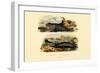 Common Seal, 1833-39-null-Framed Giclee Print