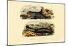 Common Seal, 1833-39-null-Mounted Giclee Print