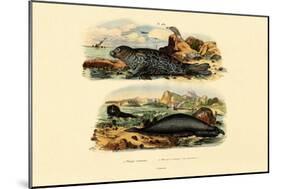 Common Seal, 1833-39-null-Mounted Giclee Print