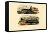 Common Seal, 1833-39-null-Framed Stretched Canvas