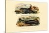 Common Seal, 1833-39-null-Stretched Canvas
