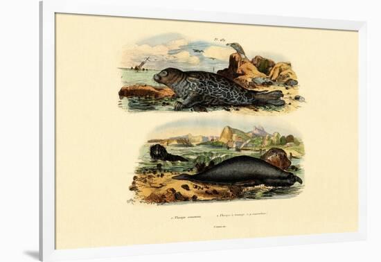 Common Seal, 1833-39-null-Framed Giclee Print